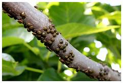 Identify trees, insects and plants