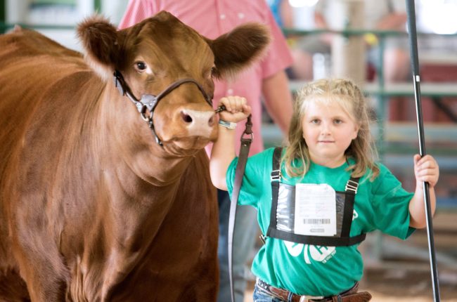 Little 4-H Member Showing their Big Cows