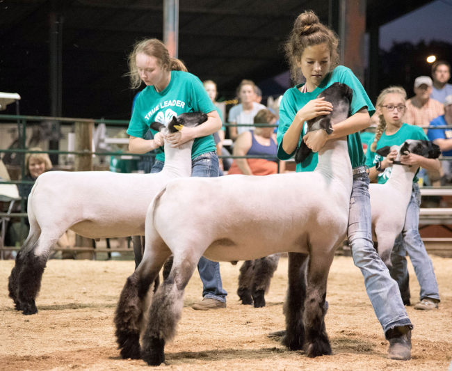 4-H members holding their animals