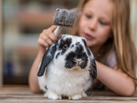 Little Girl Brushing a Rabbit